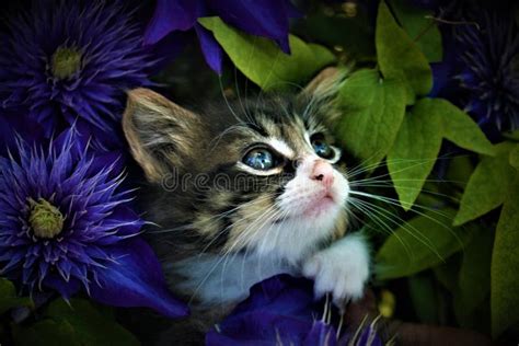 Kitten Flowers Stock Photos Download 8838 Royalty Free Photos