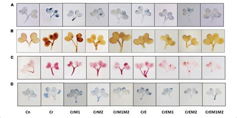 In Vivo Imaging Of A Superoxide Anion O 2 • − Stained With Nbt