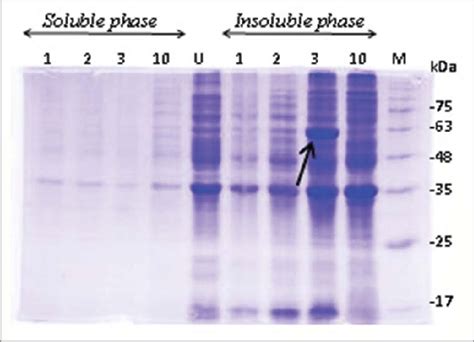 Protein Expression Evaluation In E Coli Bl21 DE3 Only One Clone