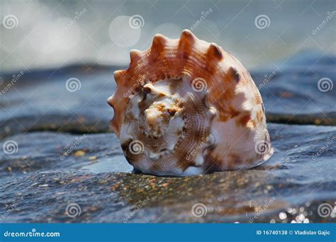 shell   water stock photo image  shore blue