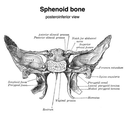 Middle Clinoid Process