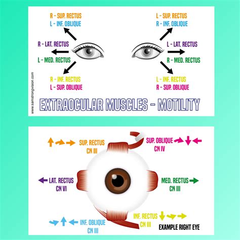 Ocular Motility Revision Card – Sam Strong's Vision Science Pages