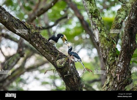 Oriental Pied Hornbill, Singapore Stock Photo - Alamy