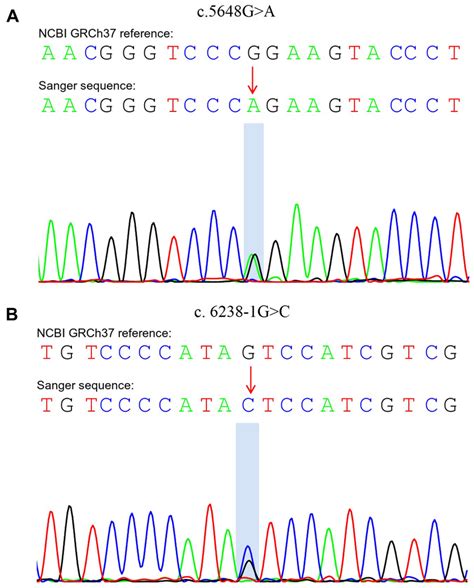 Sequence Chromatograms Of The Variants A C G A And B C G