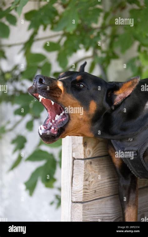 Angry Aggressive dog Doberman Pinscher grabs criminal's clothes ...