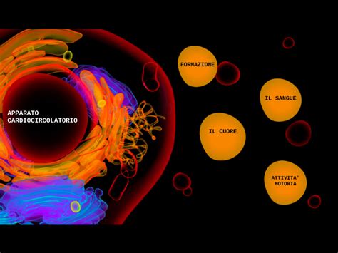 Apparato Cardiocircolatorio By NICOLA ZARANTONELLO On Prezi