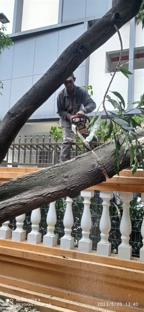 Gallary Tree Cutting Services In Malaysia