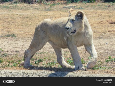 Female African White Image Photo Free Trial Bigstock