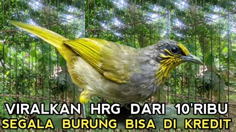 SEGALA JENIS BURUNG BUSA DI KREDIT BAKAL JADI ANCAMAN KIOS SEBELAH