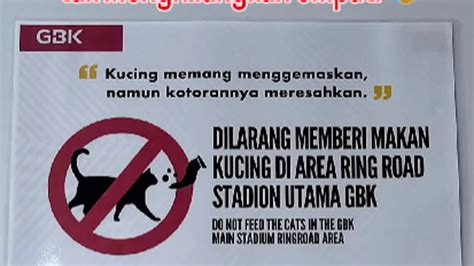 Berita Dilarang Memberi Makan Kucing Hari Ini Kabar Terbaru Terkini