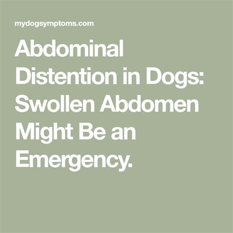 Abdominal Distention In Dogs Swollen Abdomen Might Be An Emergency