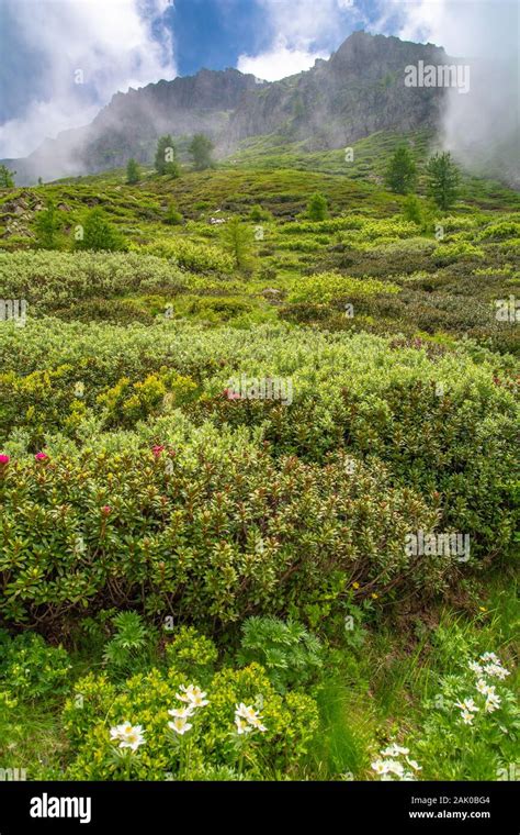 Les Alpes Cottiennes Dans Le Sud Du Pi Mont Abritent De Magnifiques