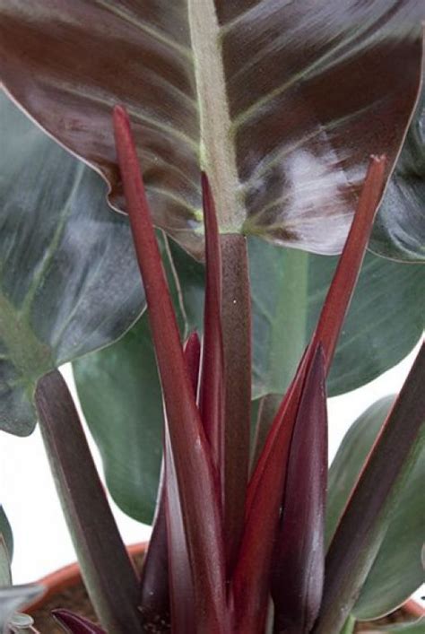 Philodendron Imperial Red 70cm Kopen 123planten Nl