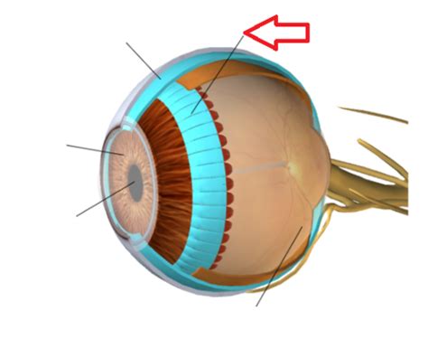 Module Vision And The Eye Flashcards Quizlet