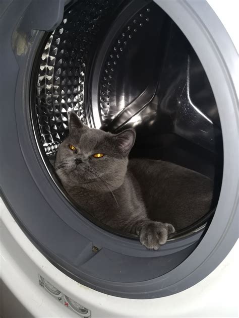 Котик чистюля | Пикабу