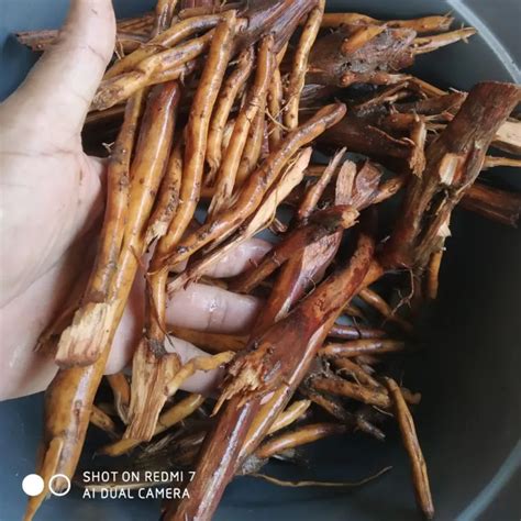 Jual Akar Pinang Segar Murah 1 Kg Lazada Indonesia