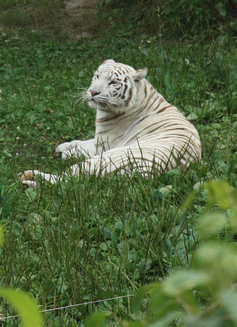 White tiger | White bengal tiger, White tiger, Cat family