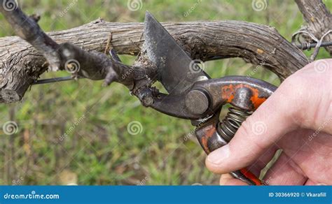 Cutting Branches In Vineyard Stock Photo Image Of Shear Vine 30366920