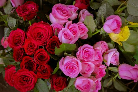 Arrangement of Pink Roses · Free Stock Photo