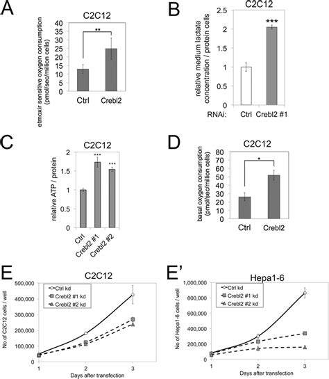 Crebl2 Knockdown Disrupts Catabolic Metabolism In C2C12 Myoblasts A