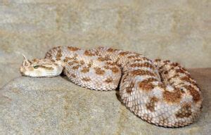 Horned Viper Facts, Description, Diet, and Pictures