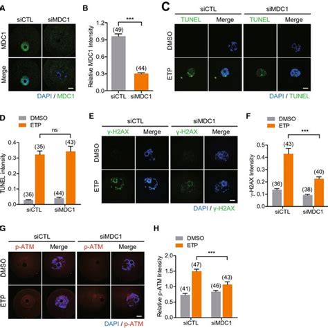 Mdc1 Regulates Apc C Cdh1 Mediated Cyclin B1 Degradation During G2 M Download Scientific