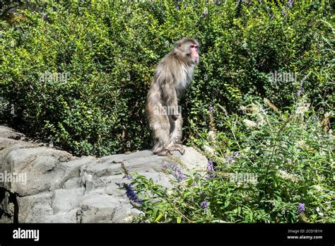 Snow Monkey at the Central Park Zoo in New York City, USA Stock Photo ...