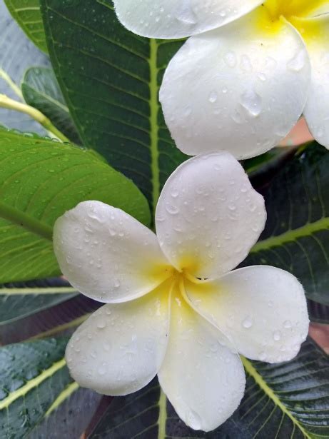 White Pagoda Flowers Free Stock Photo Public Domain Pictures