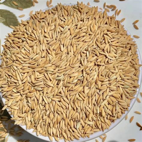 Dried Brown Rnr Paddy Seeds For Food Processing Packaging Type Loose