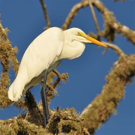 Ardea Alba Great Egret Grande Aigrette Flickr