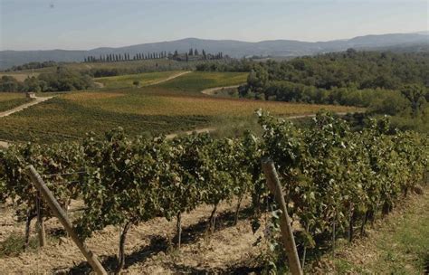 Vendemmia Consorzio Vino Chianti Calo Di Produzione In Media Del 20