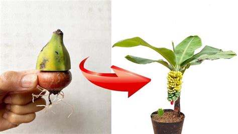 Propagation Of Bananas With Onions Stimulates Super Rooting Hortas