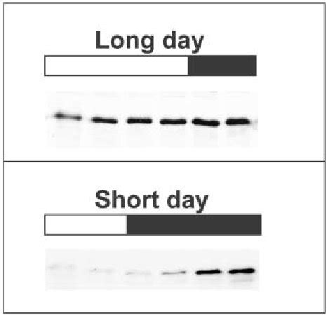 Functions Of Blue Light Receptors In Phototropism Photomorphogenesis