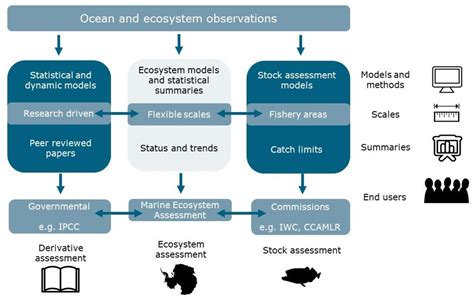 Marine Ecosystem Diagram