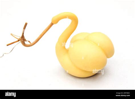 gourd shape cut  stock images pictures alamy