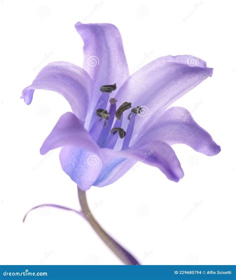 Common bluebell flower stock photo. Image of stem, botany - 229680794