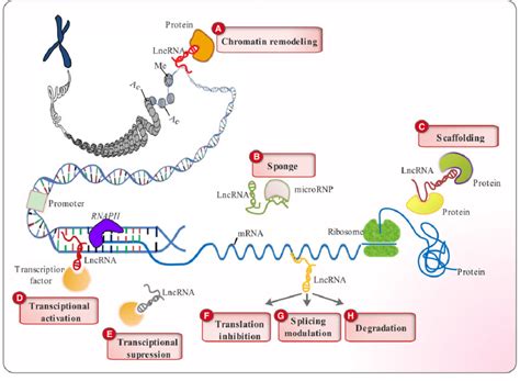 Classification Of Lncrna Functions A Lncrnas Can Recruit Different