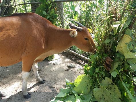 wild animal adventures zoo 3