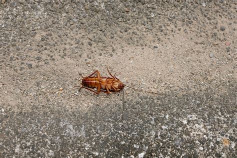 3 solutions pour se débarrasser des cafards de jardin Jardin Et Bricolage