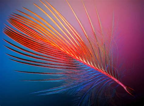 Feather of a Dominican Cardinal Bird | Nikon Small World