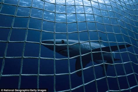 Green Activists Accused Of Cutting Shark Nets As A Great White Was