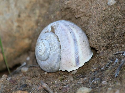 Southern California Shoulderband Helminthoglypta Tudicula Flickr