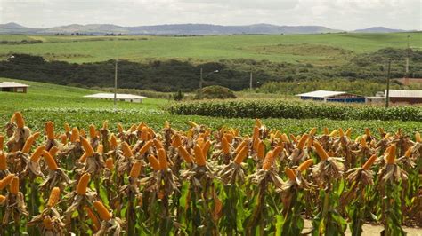 Epagri E UFSM Publicam Livro Que Aponta Caminhos Para Aumentar A