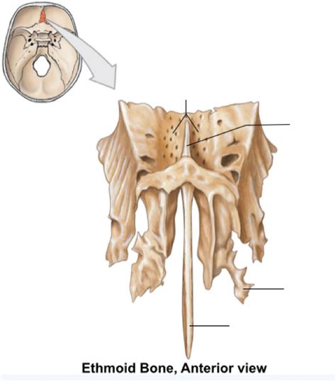 Ethmoid Bone Anterior View