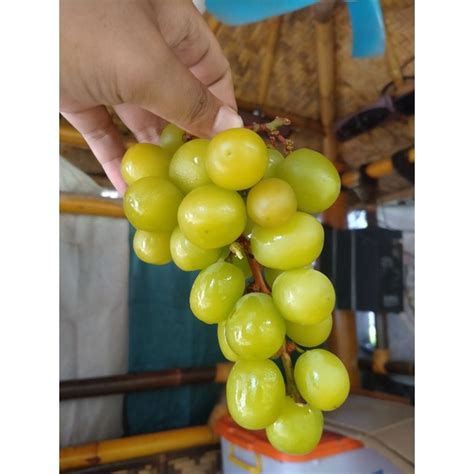 Jual Bibit Anggur Import Varietas Shine Muscat Shopee Indonesia