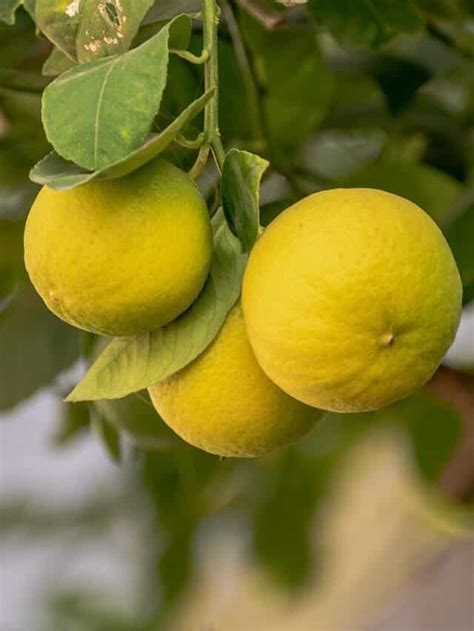 Top Tips To Grow Lemons In Your Kitchen Garden