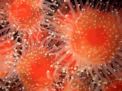 100 Free Sea Urchin And Nature Images Pixabay