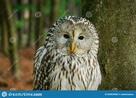 Portrait Of Owl Ural Owl Strix Uralensis Perched In Beech Forest