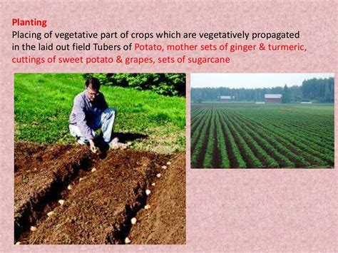 Seed And Different Methods Of Sowing