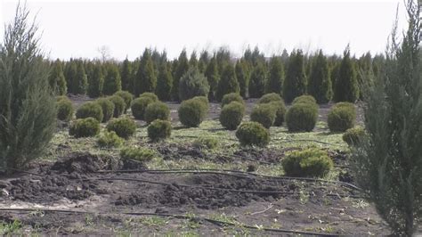 Весняний сад: правила догляду за рослинами від Віктора Масюка - YouTube